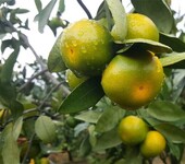 大分柑橘苗种植优势大分柑橘苗基地大分柑橘苗市场行情价格