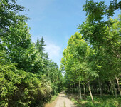 兰奥园林承接园林绿化工程、施工养护、苗木销售