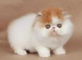 酒泉寵物貓酒泉貓舍買貓賣貓地方有布偶漸層藍白藍貓英短圖片