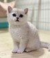 天水寵物貓天水貓舍買貓賣貓地方有布偶漸層藍白藍貓英短圖片