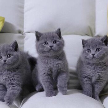 兰州宠物猫兰州猫舍买猫卖猫地方有布偶渐层蓝白蓝猫英短