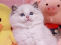 青海宠物猫青海猫舍买猫卖猫地方有布偶渐层蓝白蓝猫英短图片3