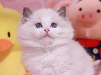 青海宠物猫青海猫舍买猫卖猫地方有布偶渐层蓝白蓝猫英短图片0