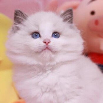 金华宠物猫金华猫舍卖狗买猫地方布偶渐层蓝白蓝猫领养