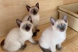 庆阳宠物猫庆阳猫舍买猫卖猫地方有布偶渐层蓝白蓝猫英短