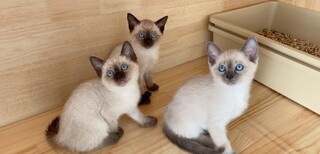 青海宠物猫青海猫舍买猫卖猫地方有布偶渐层蓝白蓝猫英短图片1