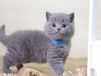 阜阳宠物猫阜阳猫舍买猫卖猫布偶渐层暹罗折耳矮脚蓝白蓝猫英短