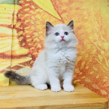 湛江宠物猫湛江猫舍健康布偶渐层蓝猫蓝白猫咪领养无病健康