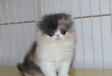 江门宠物猫江门猫舍出售健康无藓布偶蓝白蓝猫渐层猫咪领养