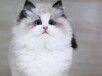 鄂州宠物猫鄂州猫舍卖猫买猫地方有布偶渐层蓝白蓝猫领养