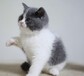 桂林宠物猫桂林猫舍买猫卖猫地方有布偶渐层折耳蓝白蓝猫英短