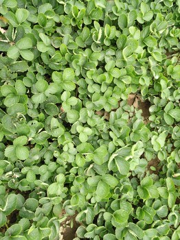 临沂星都2号草莓苗脱毒苗