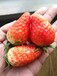 梧州小白草莓草莓苗繁育厂