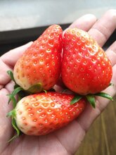 静安照香草莓苗好成活图片