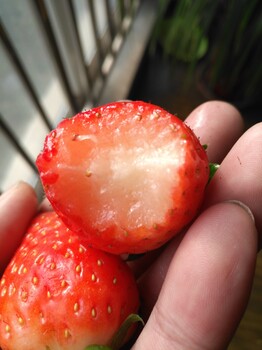 广东土德拉草莓苗育苗基地