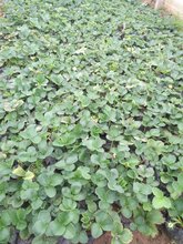 威海莓宝草莓苗种植基地图片
