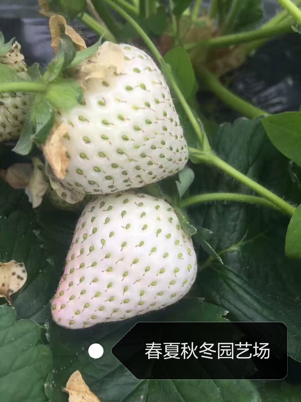 怒江红珍珠草莓苗价格