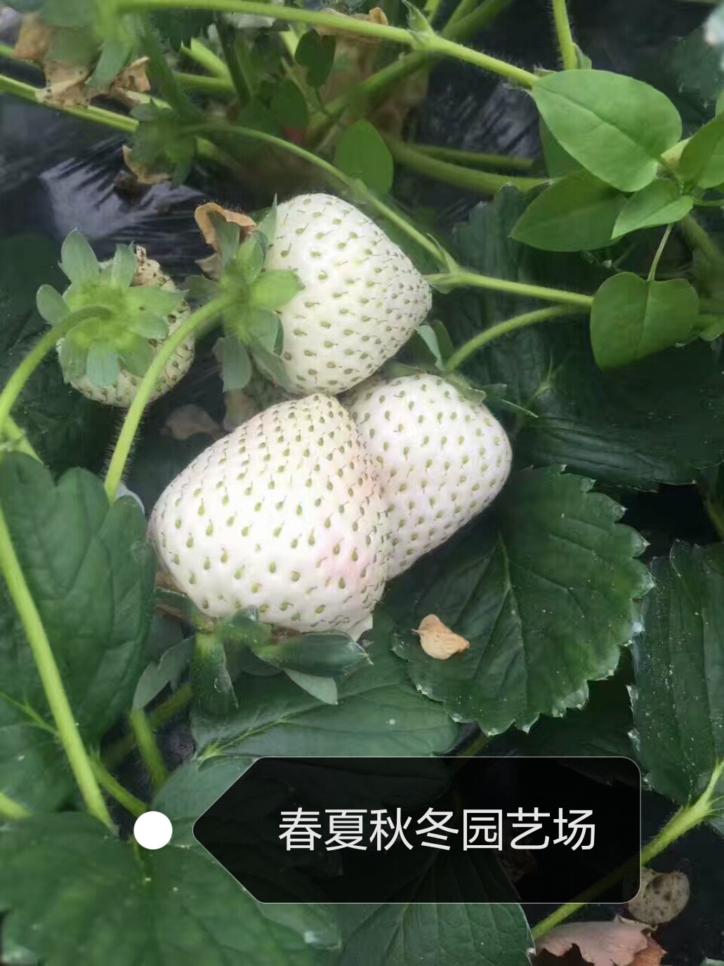 本溪妙香7号草莓苗批发