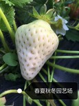 阿坝照香草莓苗现挖现卖图片0