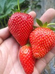 连云港宁玉草莓苗种植基地