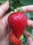 黄山丽雪草莓苗超甜品种