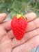 无锡巨早草莓苗育苗基地