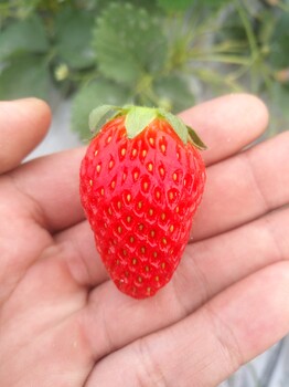 哈密新草莓苗种植基地