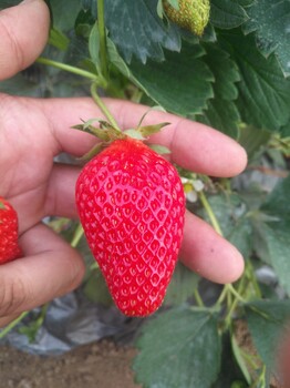 高新区杜克拉草莓苗批发