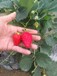 山南金莓草莓苗基地直销