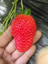 百色矮丰草莓苗超甜品种图片