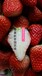亳州美香莎草莓苗种植基地