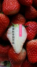 潍坊宁玉草莓苗脱毒苗图片