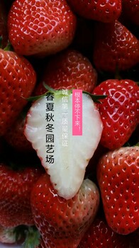 阳江佐贺清香草莓苗价格