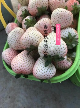 长葛金莓草莓苗脱毒苗