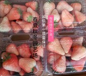青岛久能早生草莓苗易成活