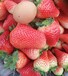 榆林春香草莓苗价格