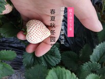 洛阳红颜草莓苗种植基地图片1