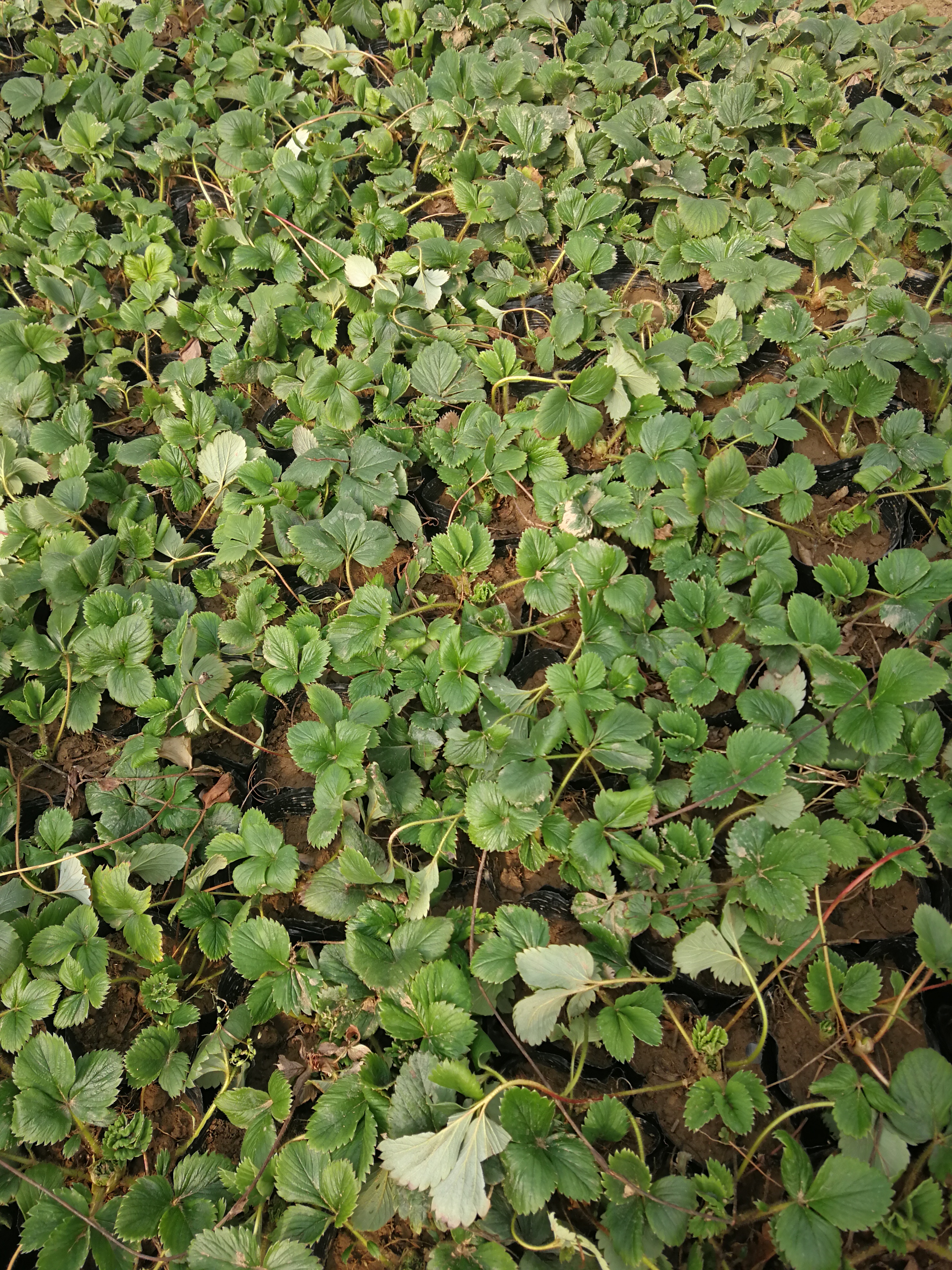 梅州丰香草莓苗种植基地