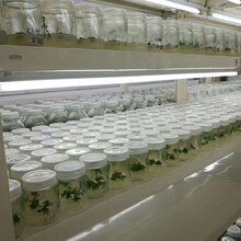 黄冈达娜草莓苗基地图片