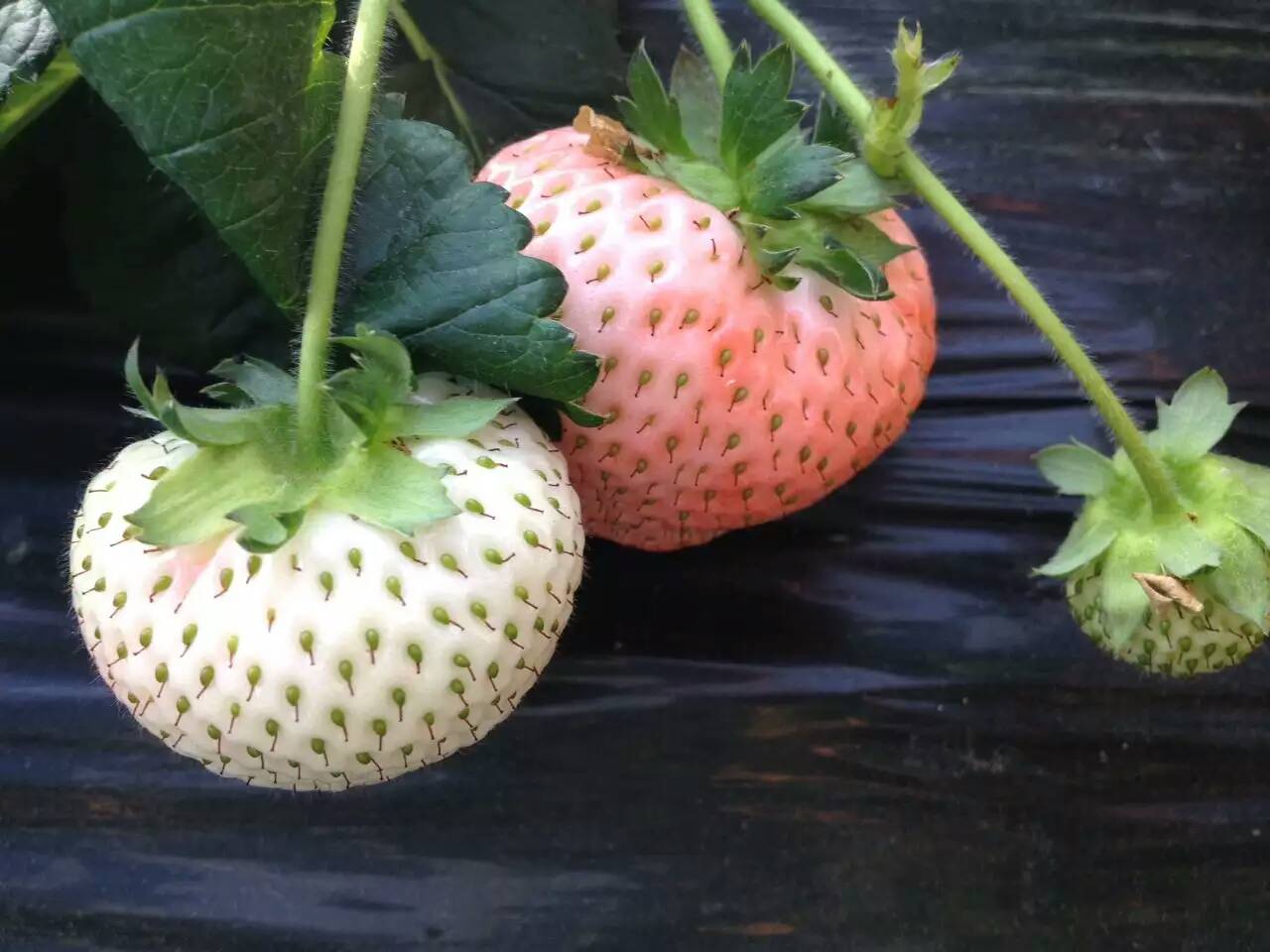 白银丰香草莓苗种植基地