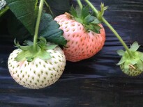 怒江红珍珠草莓苗价格图片2