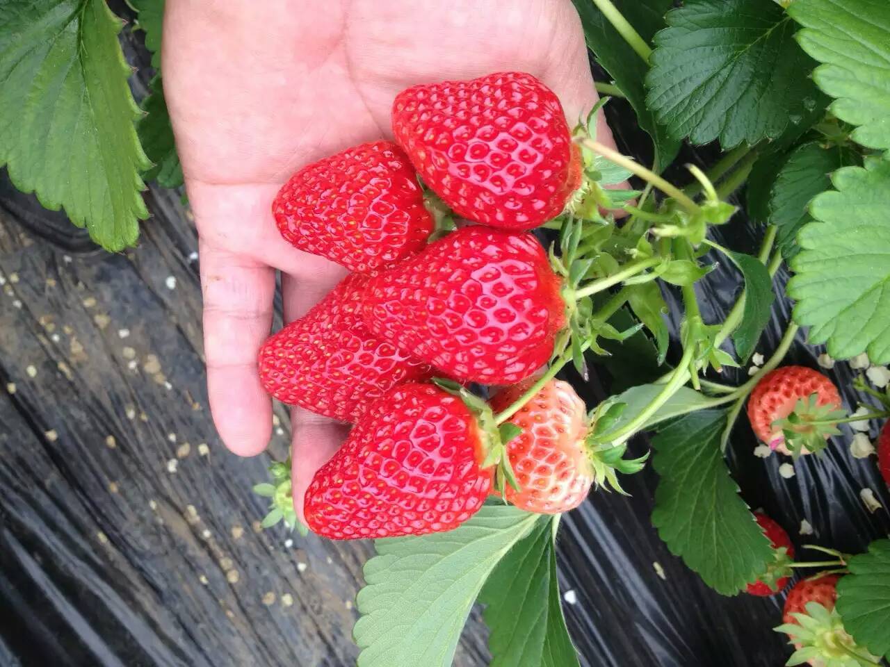 绥化美香莎草莓苗育苗基地