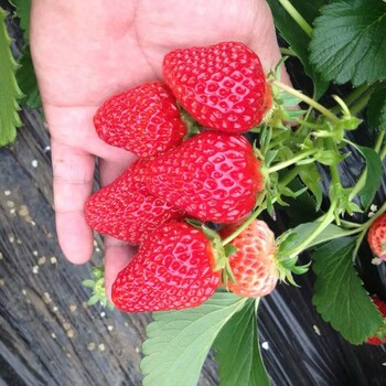 白银丰香草莓苗种植基地