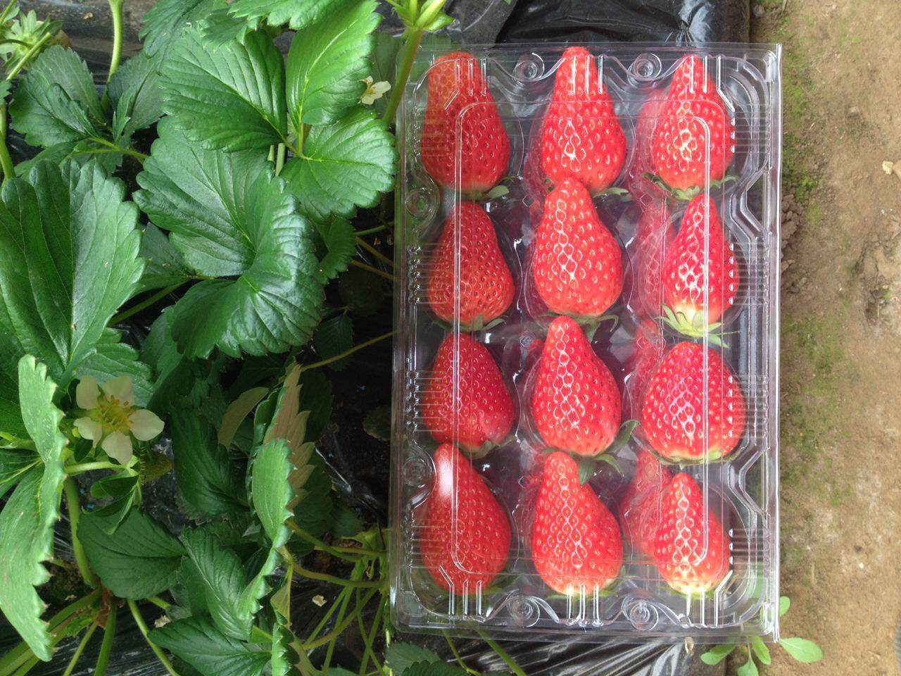 河北雪蜜草莓苗超甜品种