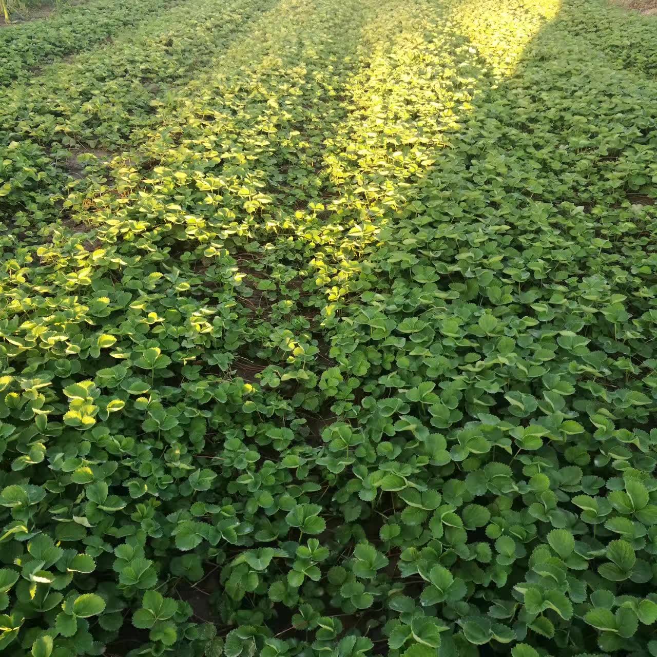 白银丰香草莓苗种植基地