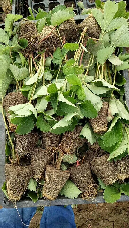 广东土德拉草莓苗育苗基地