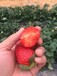 上海新明星草莓苗价格