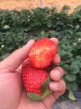 房山春香草莓苗价格图片5