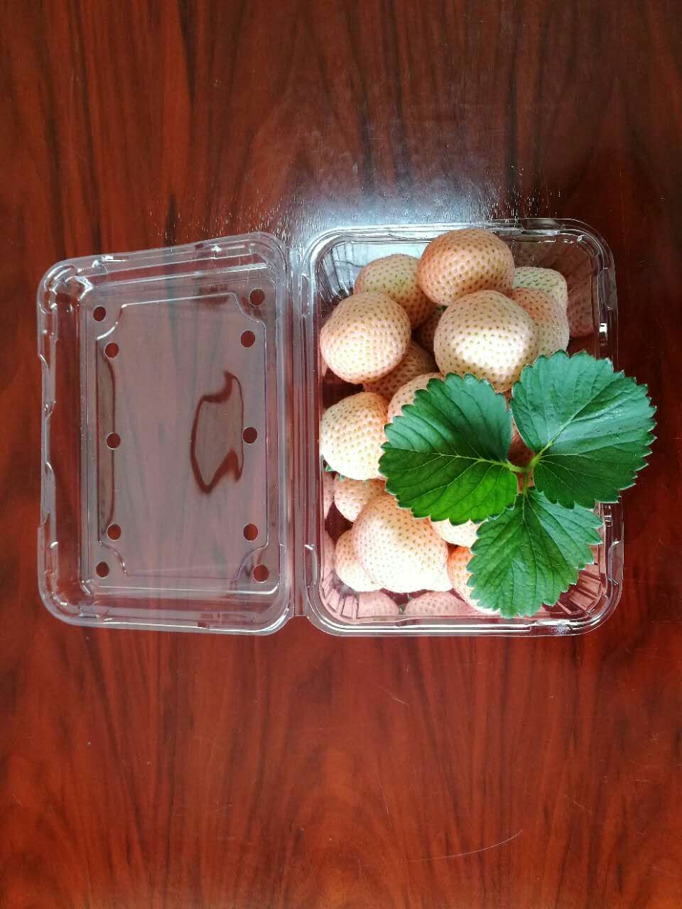 蓟县菠萝莓草莓苗批发