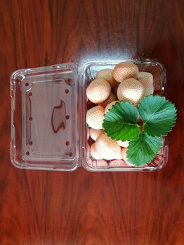 璧山土德拉草莓苗易成活